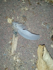 Streptopelia decaocto