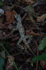 Anolis capito