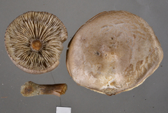 Melanoleuca brevipes