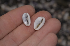 Palmadusta asellus