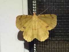 Erastria decrepitaria