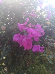 Bougainvillea