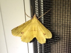 Erastria decrepitaria