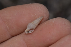 Pulsarella cognata