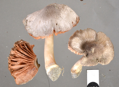 Volvariella dunensis