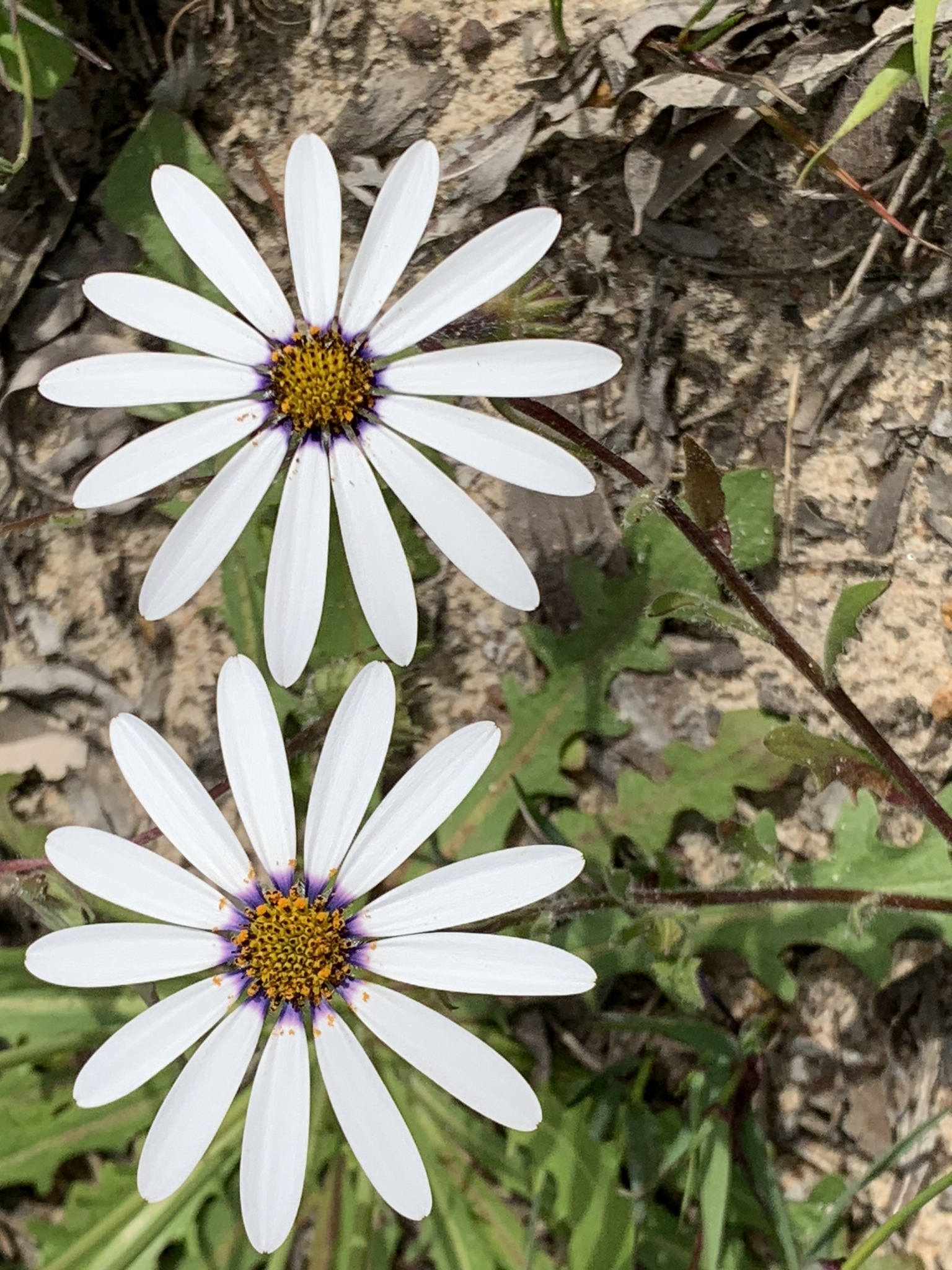 Dimorphotheca pluvialis