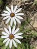 Rain Daisy - Photo (c) natuurvrou, some rights reserved (CC BY-NC)