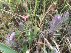 Chloropyron maritimum palustre