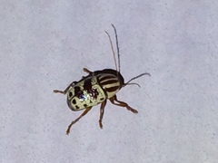 Cryptocephalus leucomelas
