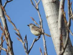 Serpophaga griseicapilla