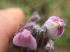 Chloropyron maritimum palustre