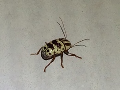 Cryptocephalus leucomelas