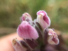 Chloropyron maritimum palustre