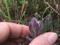 Chloropyron maritimum palustre