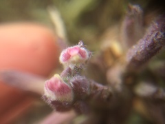 Chloropyron maritimum palustre