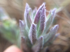 Chloropyron maritimum palustre