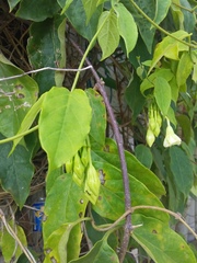 Echites panduratus