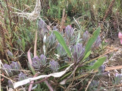 Chloropyron maritimum palustre