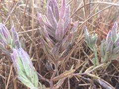 Chloropyron maritimum palustre