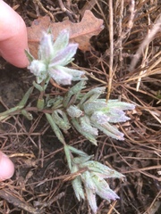 Chloropyron maritimum palustre