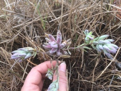Chloropyron maritimum palustre