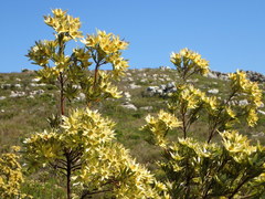 Leucadendron floridum