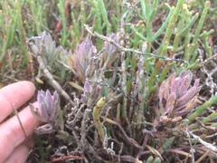 Chloropyron maritimum palustre