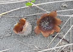 Peziza oceanica