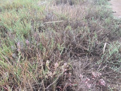 Chloropyron maritimum palustre