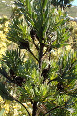 Leucadendron floridum