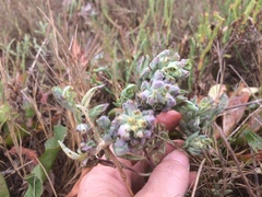 Chloropyron maritimum palustre