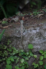 Anolis capito