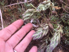 Chloropyron maritimum palustre