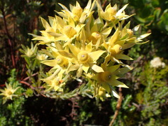 Leucadendron floridum