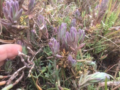 Chloropyron maritimum palustre