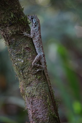 Anolis capito