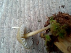 Mycena viridimarginata