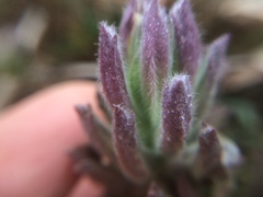 Chloropyron maritimum palustre