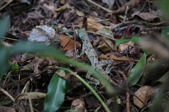 Anolis capito