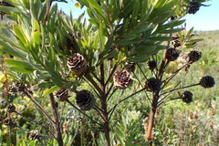 Leucadendron floridum