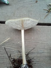 Melanoleuca strictipes