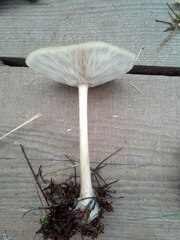 Melanoleuca strictipes