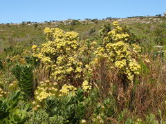 Leucadendron floridum