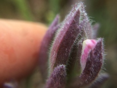 Chloropyron maritimum palustre