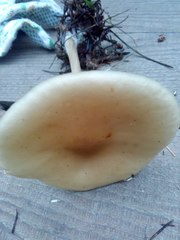 Melanoleuca strictipes