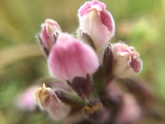 Chloropyron maritimum palustre