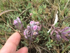 Chloropyron maritimum palustre