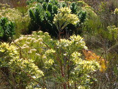 Leucadendron floridum