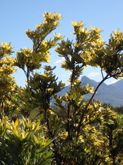 Leucadendron floridum