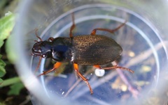 Harpalus rufipes